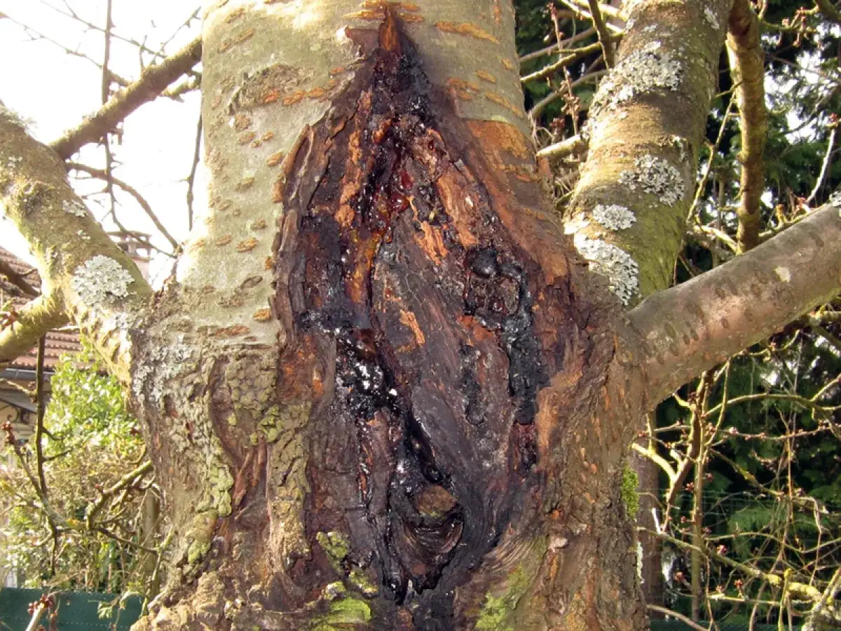 Gros plan sur un tronc d'arbre marqué par un chancre, avec une plaie sombre suintant de la résine.