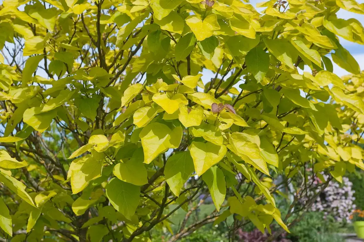 Feuillage doré et luxuriant d'un catalpa, dont la taille a été soignée pour un port harmonieux.