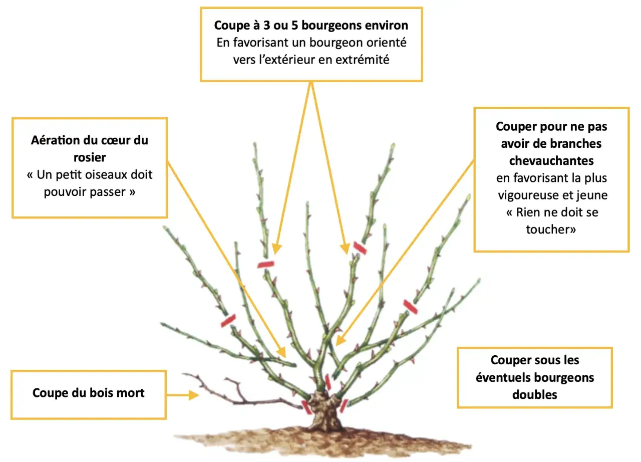 Illustration expliquant comment tailler un rosier : a&eacute;rer le c&oelig;ur, couper le bois mort, supprimer les branches qui se touchent et choisir des bourgeons externes.