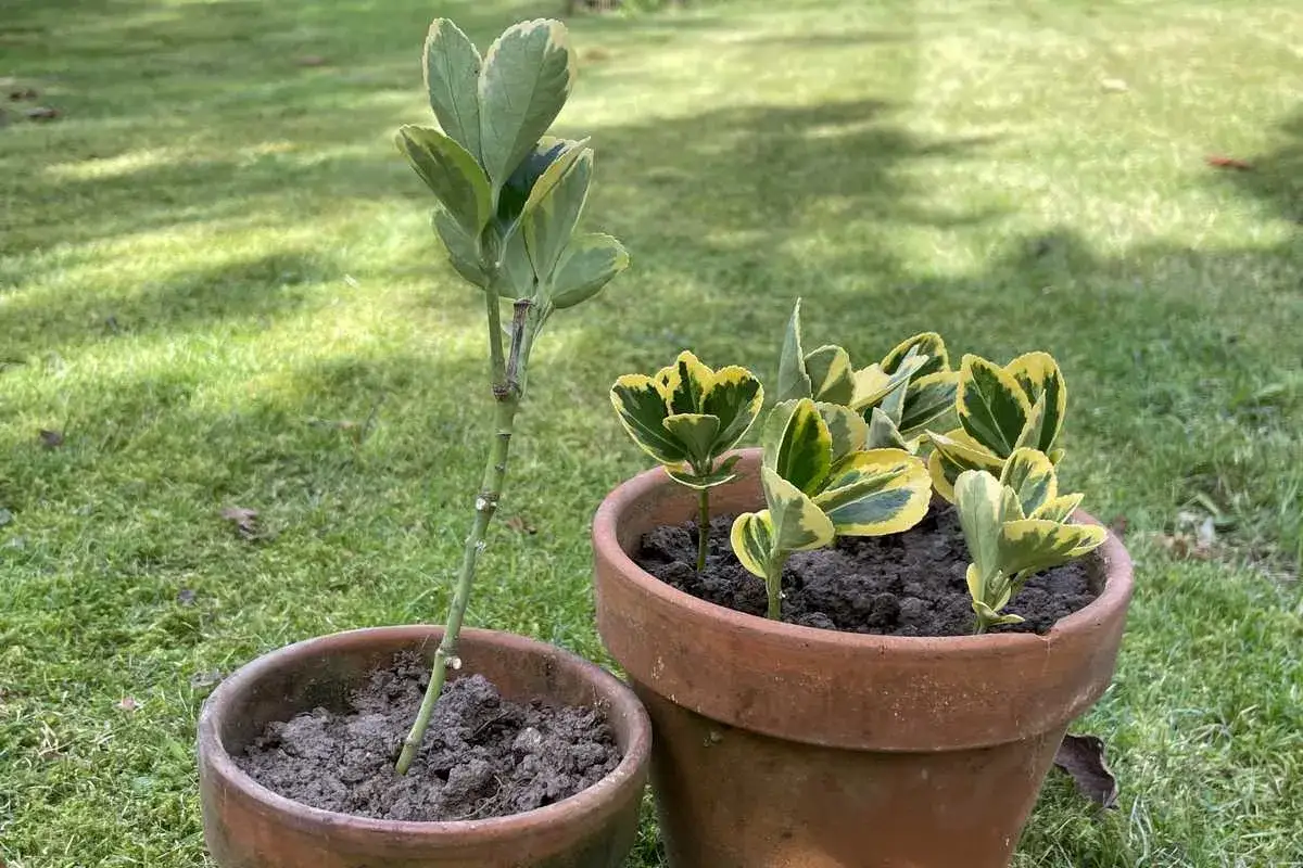Deux boutures de fusain, l'une plantée seule dans un pot, l'autre en groupe dans un autre pot, sur fond de pelouse verte.