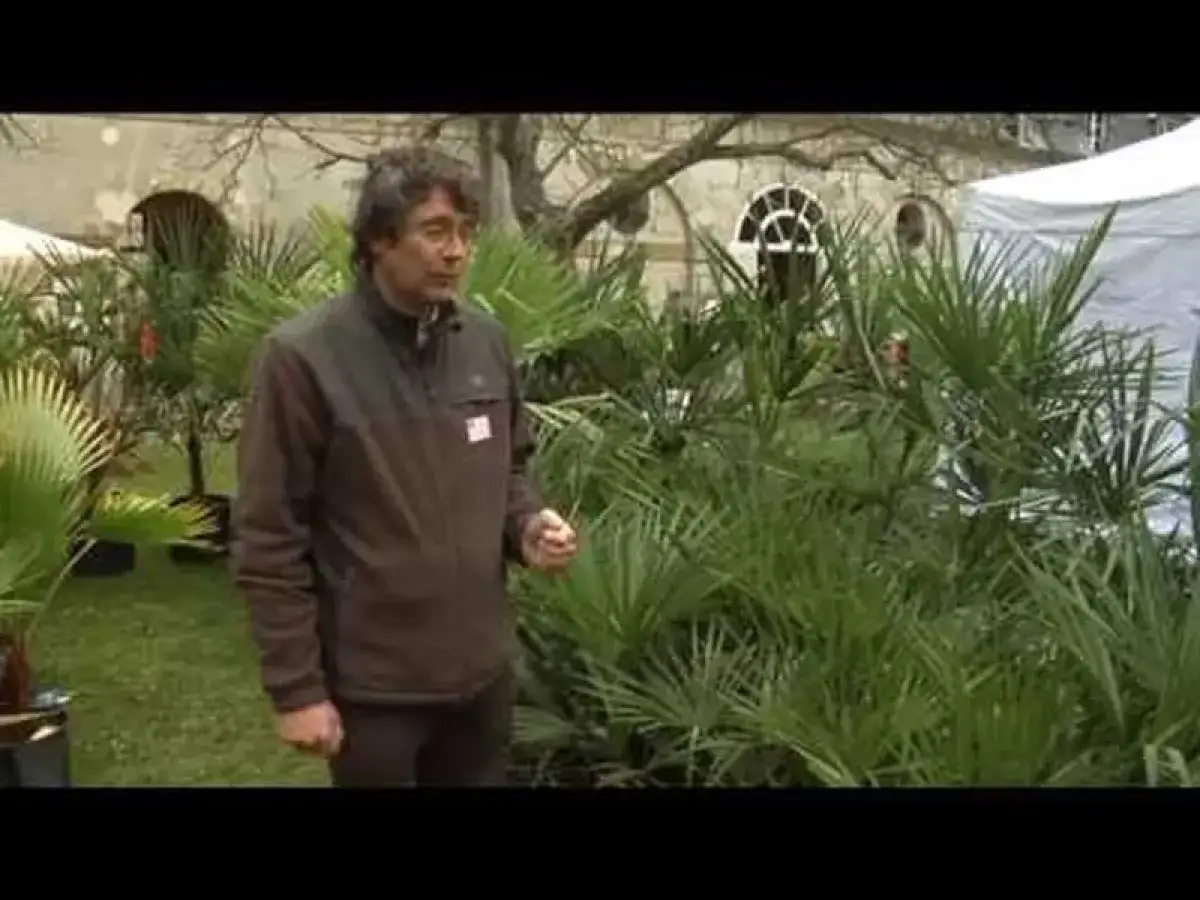 Un homme se tient devant une allée de palmiers luxuriants, avec un bâtiment ancien en arrière-plan.