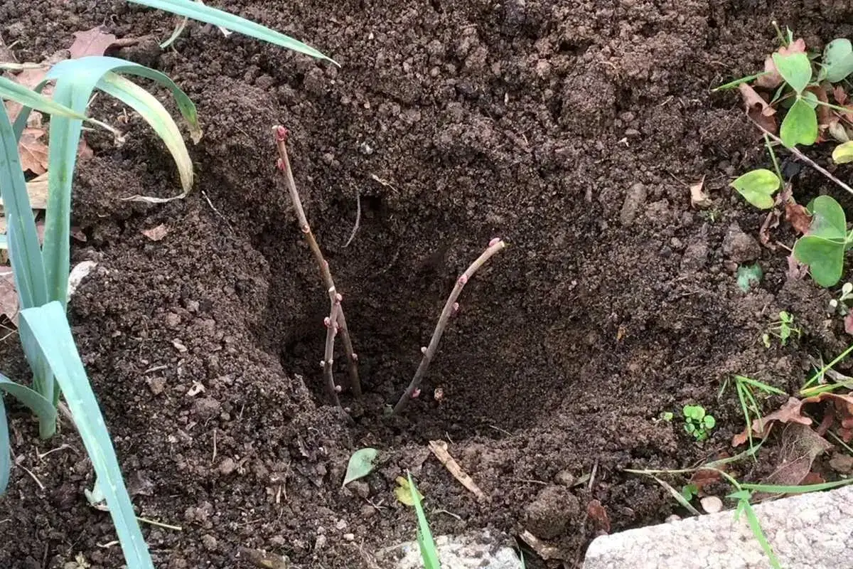 Deux boutures de cassis plantées dans la terre, prêtes à prendre racine et à devenir de jeunes plants.