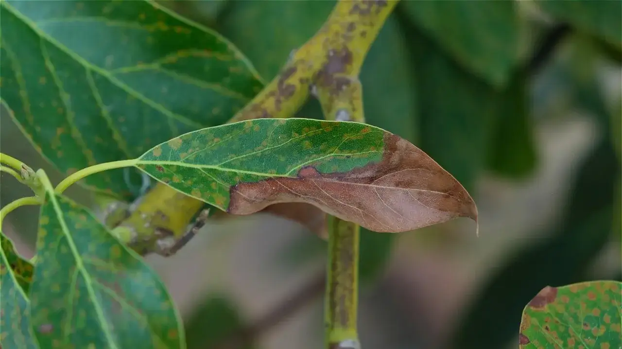 Une feuille d'avocatier montre des taches brunes, signe de maladie ou de stress.