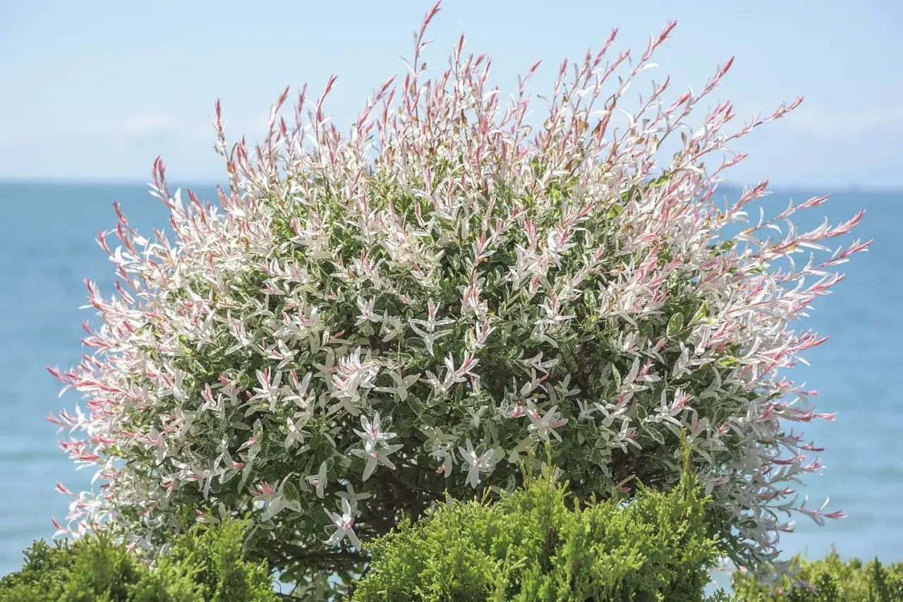 Un arbuste de saule crevette aux feuilles panach&eacute;es de blanc et de rose, avec la mer bleue en arri&egrave;re-plan.