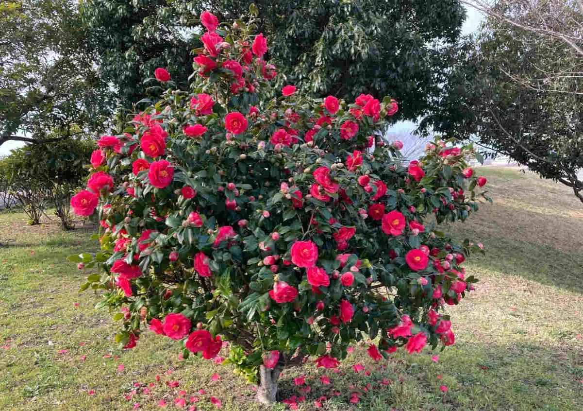 Un arbuste de camélia fleur, couvert de fleurs rouge vif, se dresse sur une pelouse verdoyante.