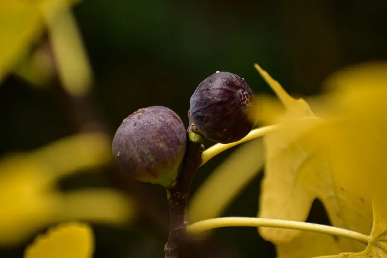 Deux figues m&ucirc;res sur une branche, entour&eacute;es de feuilles jaunes. Un signe que l'engrais naturel pour figuier a bien fonctionn&eacute;.
