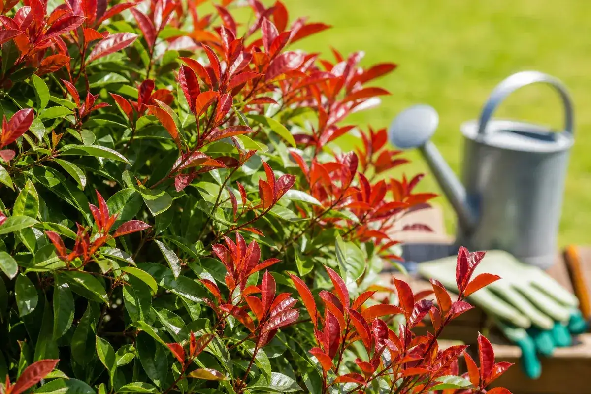 Feuilles rouges d'un photinia, pr&ecirc;t pour un engrais. Arrosoir et gants de jardinage en arri&egrave;re-plan.