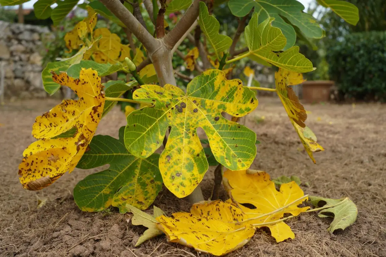 Feuilles de figuier jaunies et tachetées, signe d'une maladie. Un petit fruit vert est visible sur la branche.