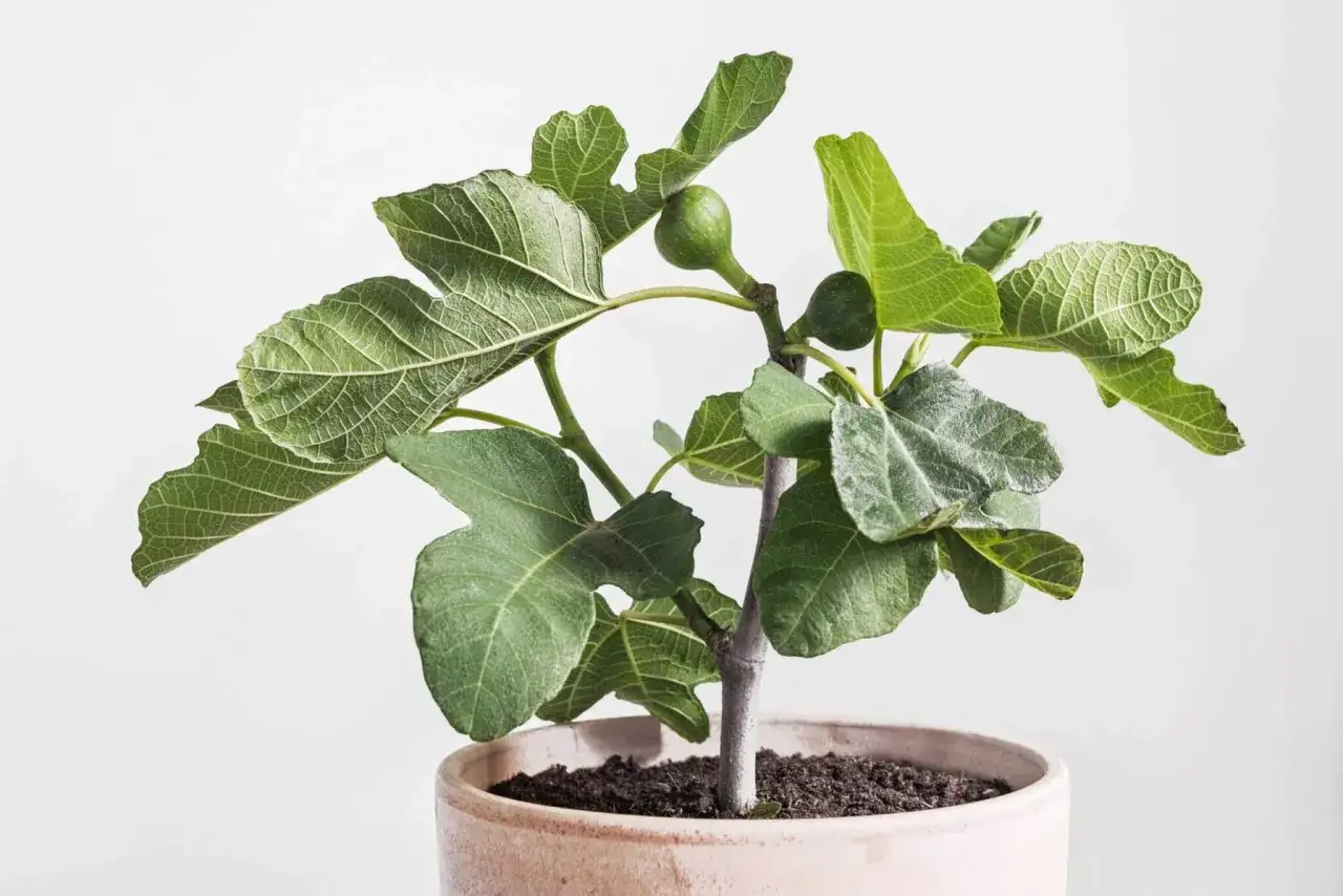 Jeune figuier en pot, prêt à pousser. Apprenez comment faire pousser un figuier à partir d'une figue pour un jardin fruité.