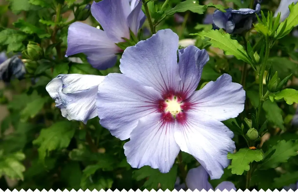 Fleurs de *Hibiscus syriacus* d'un bleu lavande délicat, avec un cœur pourpre. Leurs pétales s'ouvrent sur un fond de feuilles vertes luxuriantes.