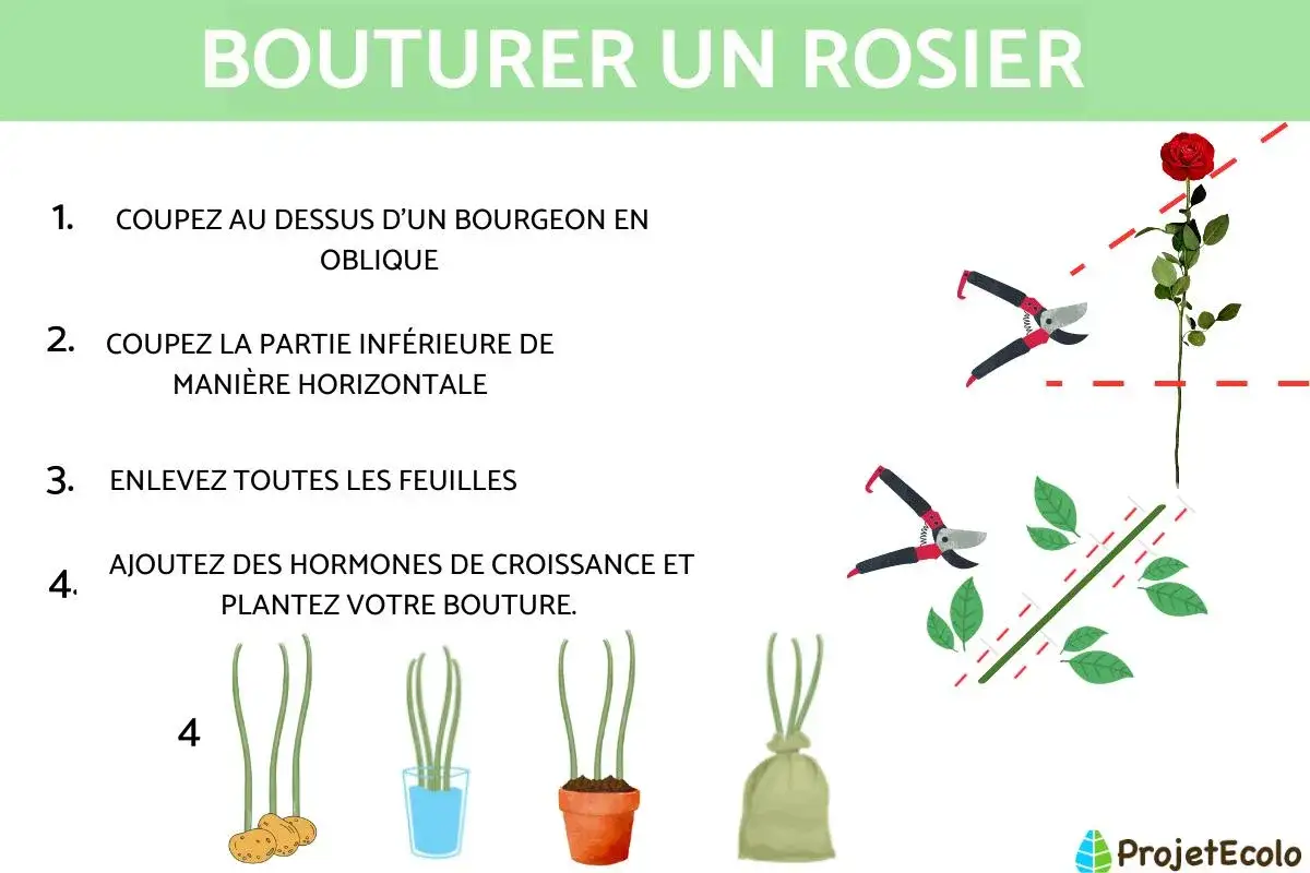 Guide pour réussir une bouture rosier : coupe oblique au-dessus d'un bourgeon, coupe horizontale à la base, retrait des feuilles, ajout d'hormones et plantation.