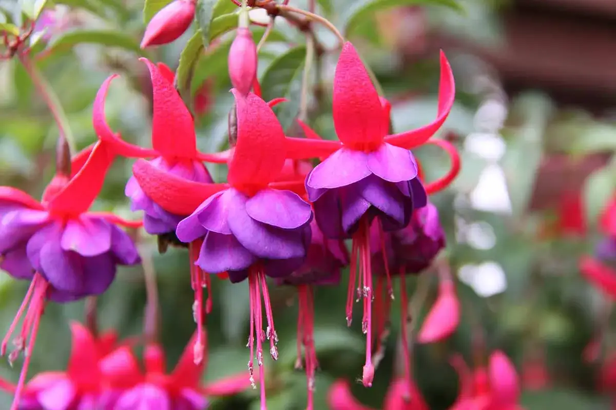 Fleurs de plante fuchsia aux pétales bicolores rouge et violet, tombant gracieusement.