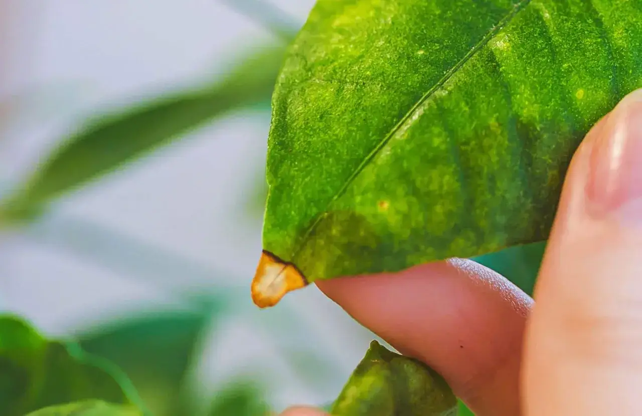 Un doigt examine une feuille de citronnier, révélant une pointe jaunie.