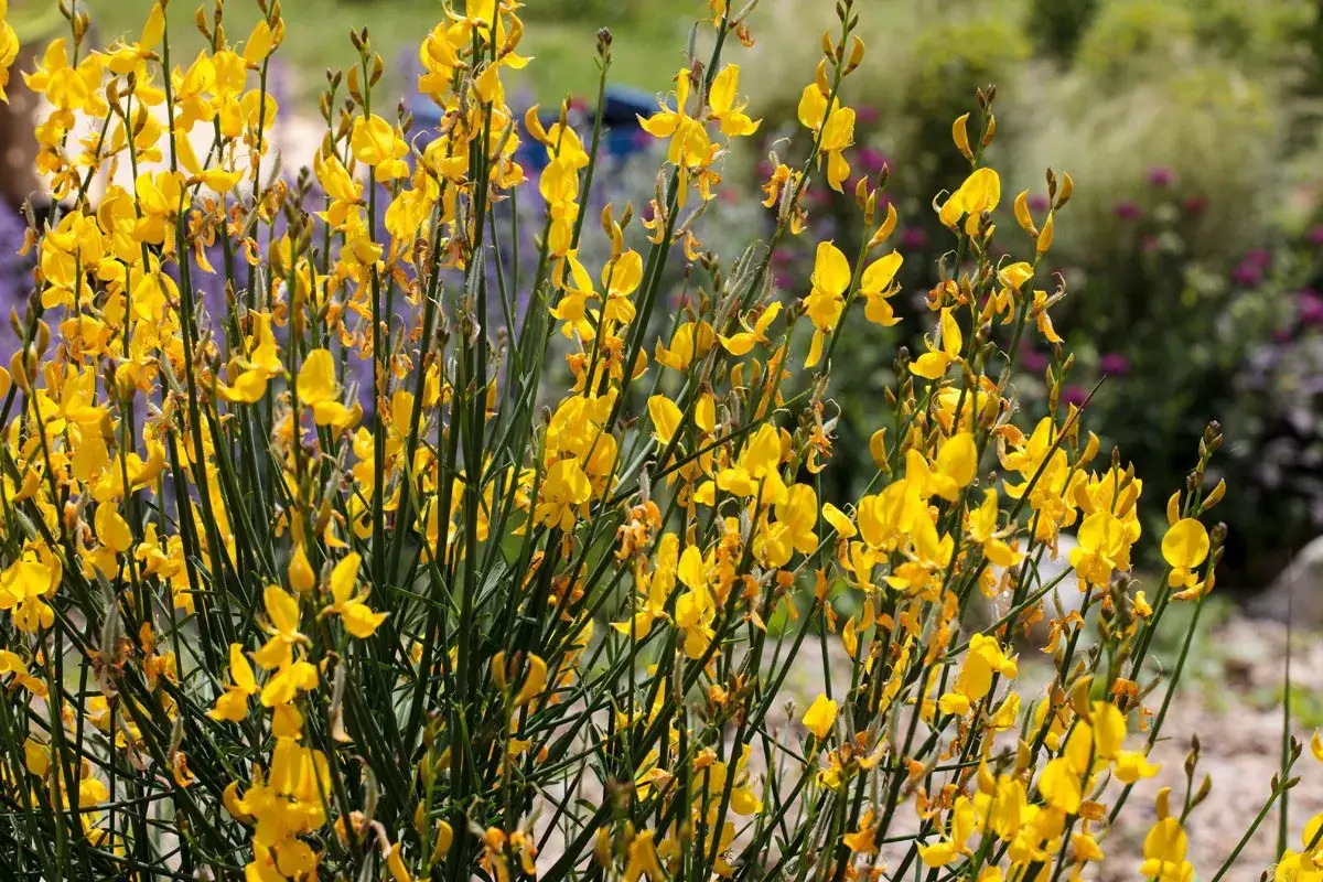 Un buisson de genet sauvage &eacute;clate en fleurs jaunes vives, illuminant le paysage d'une touche de soleil printanier.
