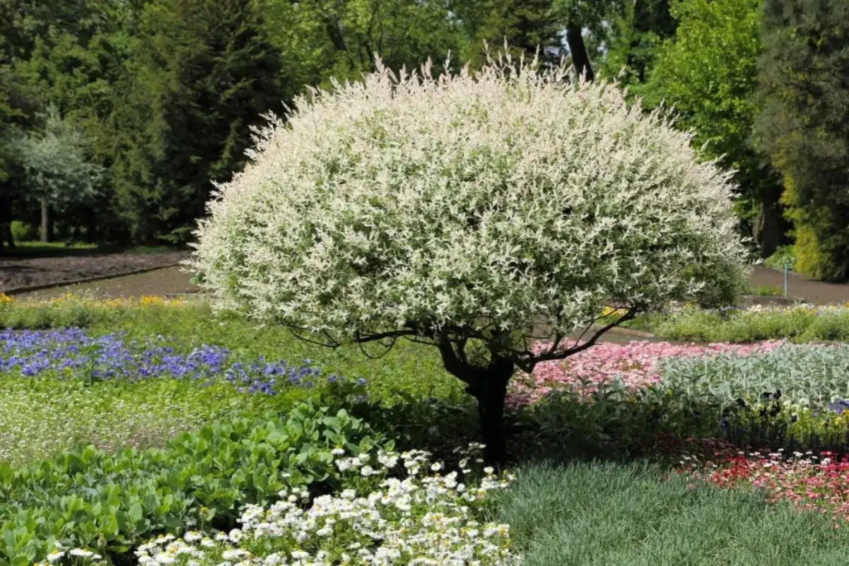 Un saule crevette panaché, magnifique en toutes saisons, est taillé pour garder sa forme arrondie. Il trône au milieu d'un jardin fleuri aux couleurs vives.
