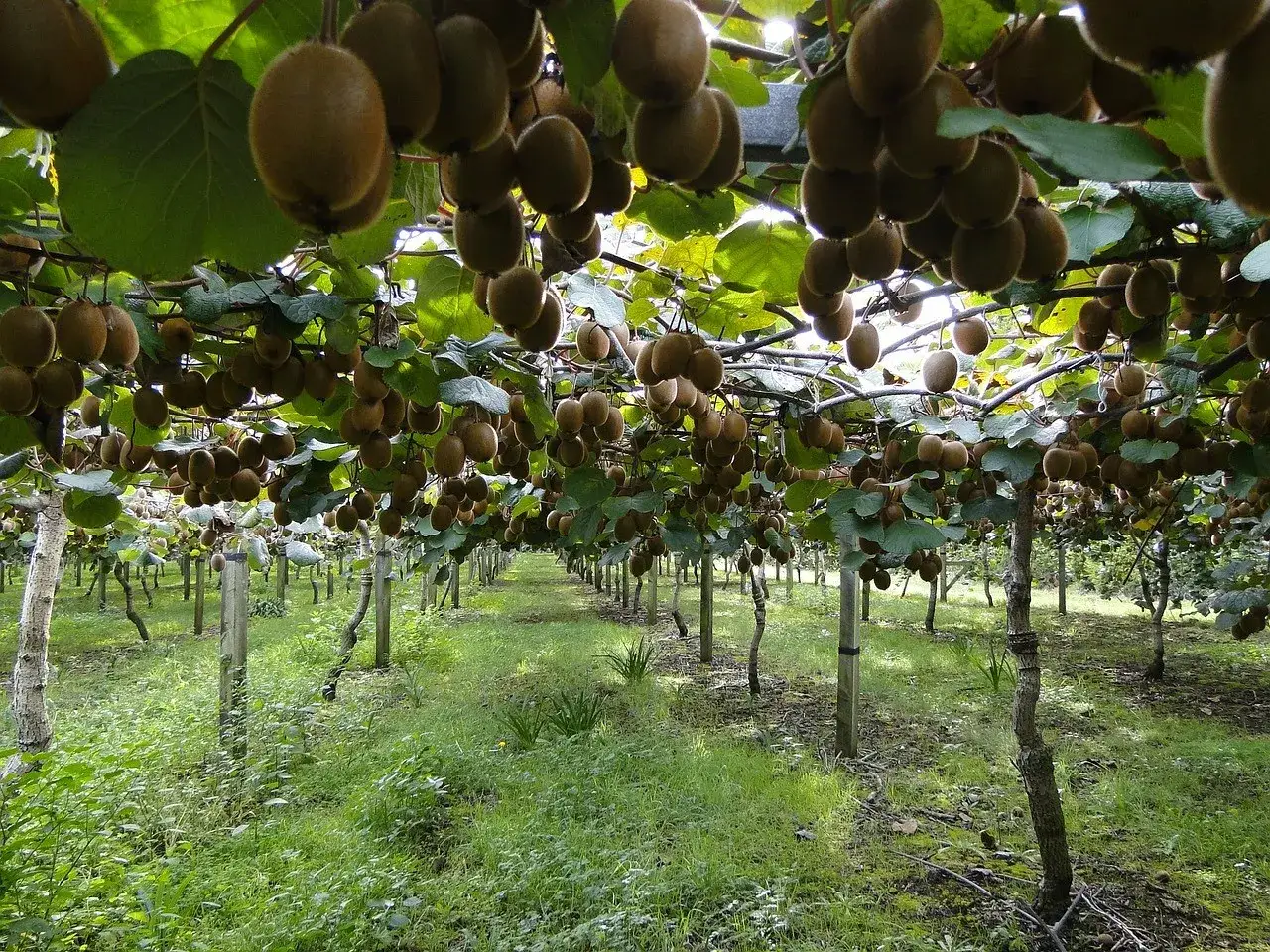 Rang&eacute;e de kiwis m&ucirc;rs suspendus aux branches, pr&ecirc;ts pour la r&eacute;colte. La taille du kiwi en hiver permet une belle r&eacute;colte.