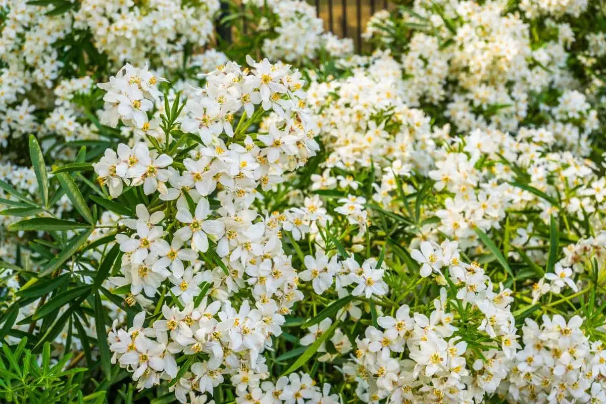 Gros plan sur une bouture d'oranger du Mexique en pleine floraison, ses petites fleurs blanches &eacute;toil&eacute;es et parfum&eacute;es recouvrent la plante.