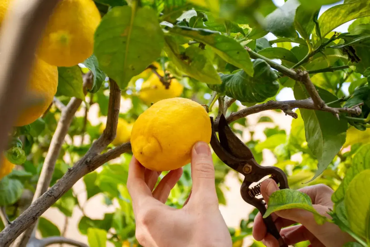 Main d'une personne coupant un citron m&ucirc;r d'un arbre, une &eacute;tape cl&eacute; pour savoir comment polliniser un citronnier et obtenir de beaux fruits.