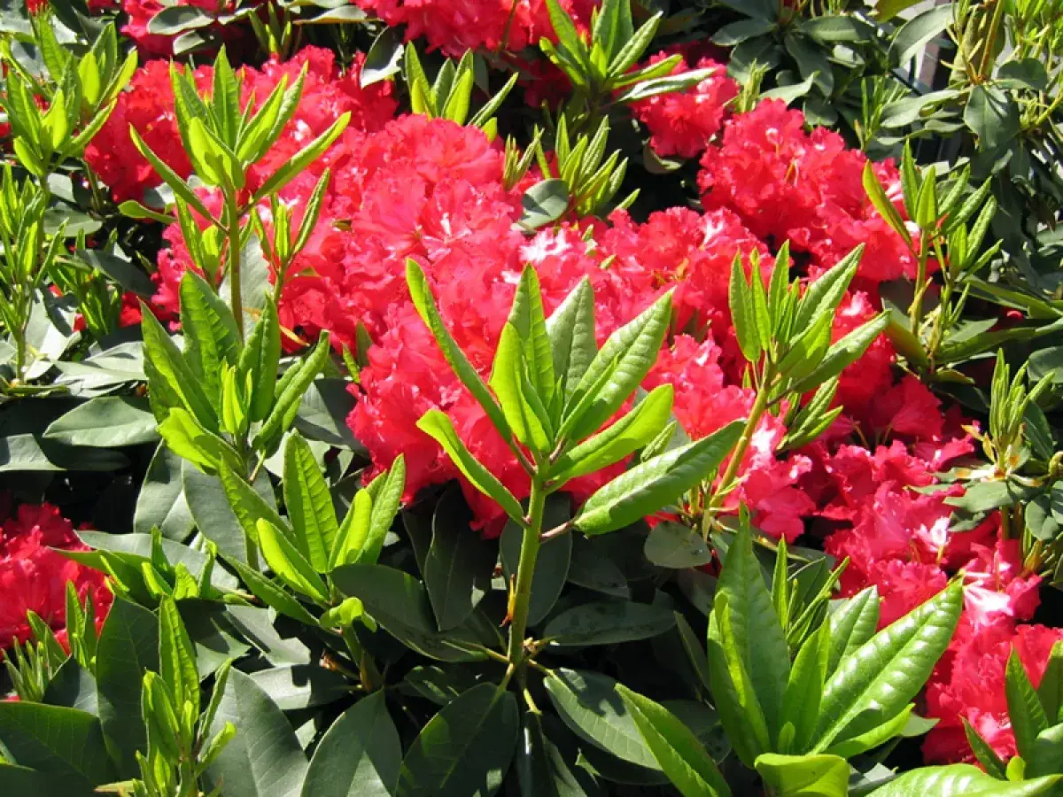 Magnifique exposition de rhododendrons aux fleurs rouges &eacute;clatantes et au feuillage vert vif.