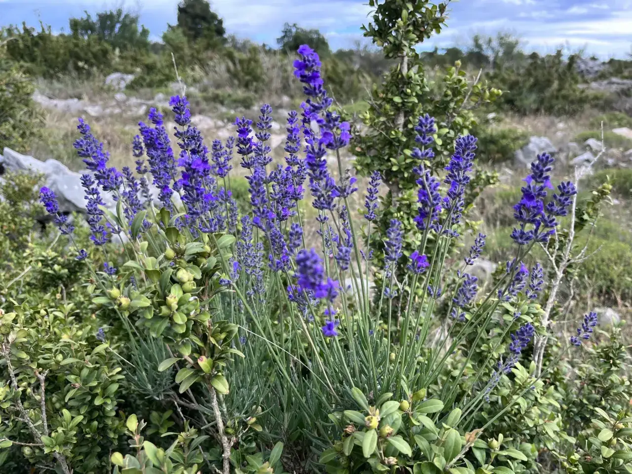 Des &eacute;pis de lavande vari&eacute;t&eacute; aux teintes violettes &eacute;clatantes se dressent au milieu d'une v&eacute;g&eacute;tation verdoyante et rocheuse.