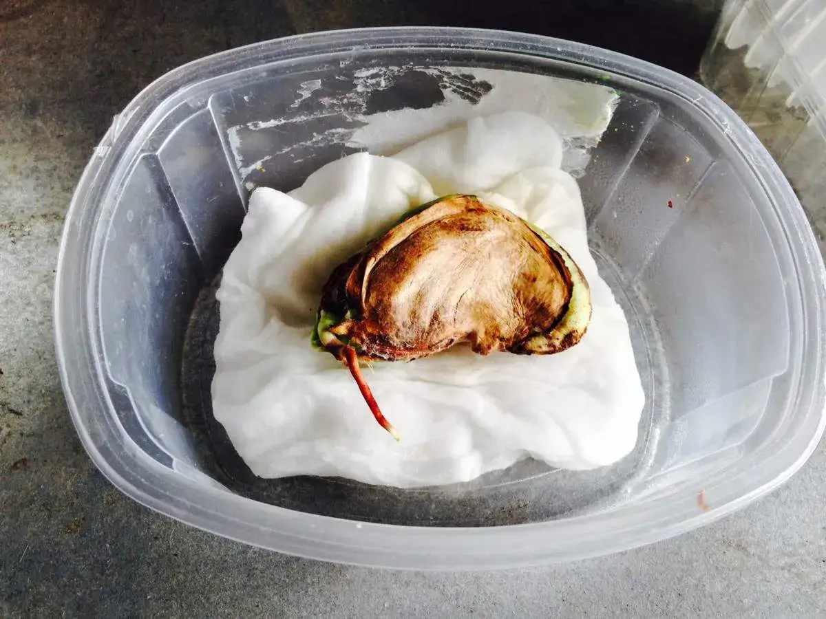 Un noyau de mangue germe sur du papier absorbant dans une boîte en plastique. Une petite racine rouge commence à sortir.