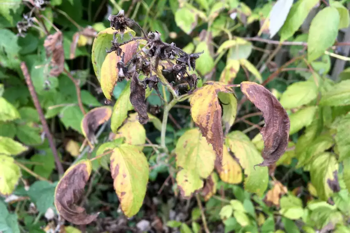 Feuilles de framboisier jaunies et brunies, signe d'une maladie. Les tiges sont s&egrave;ches.