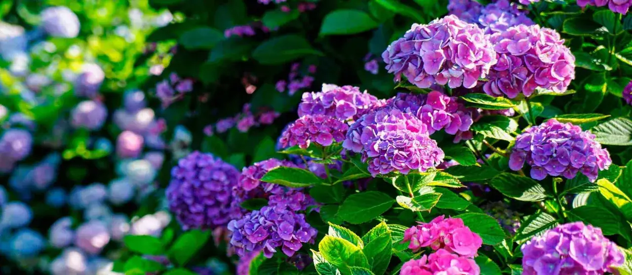 Gros plan sur des hortensias violets et roses en pleine floraison. Apprenez comment et quand tailler les hortensias pour une floraison abondante.