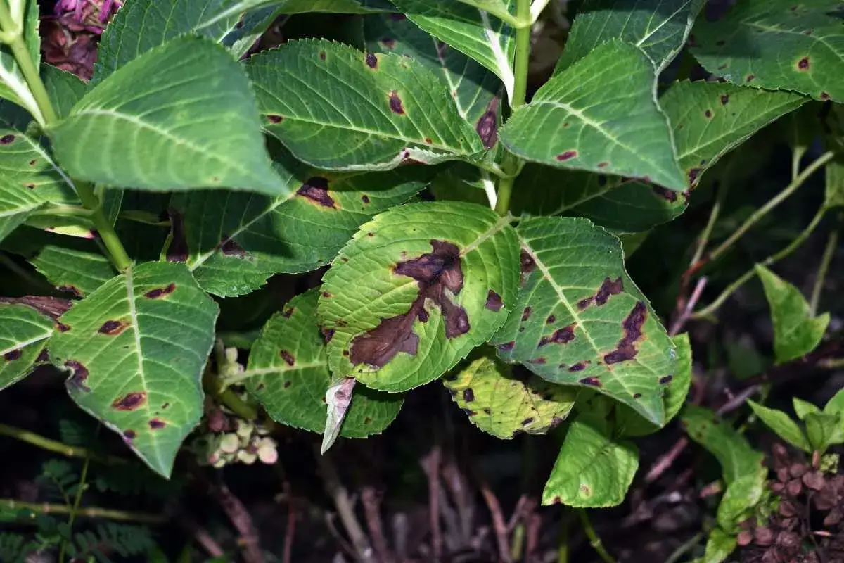 Feuilles d'hortensia atteintes de la maladie des taches brunes, signe d'un probl&egrave;me de sant&eacute; pour la plante.