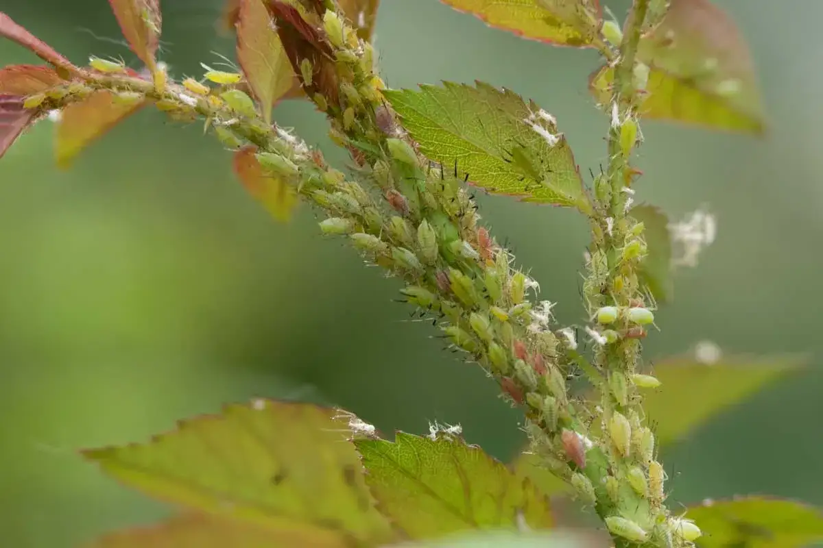 Une colonie de pucerons verts du rosier envahit une tige et des feuilles, se nourrissant de la s&egrave;ve.