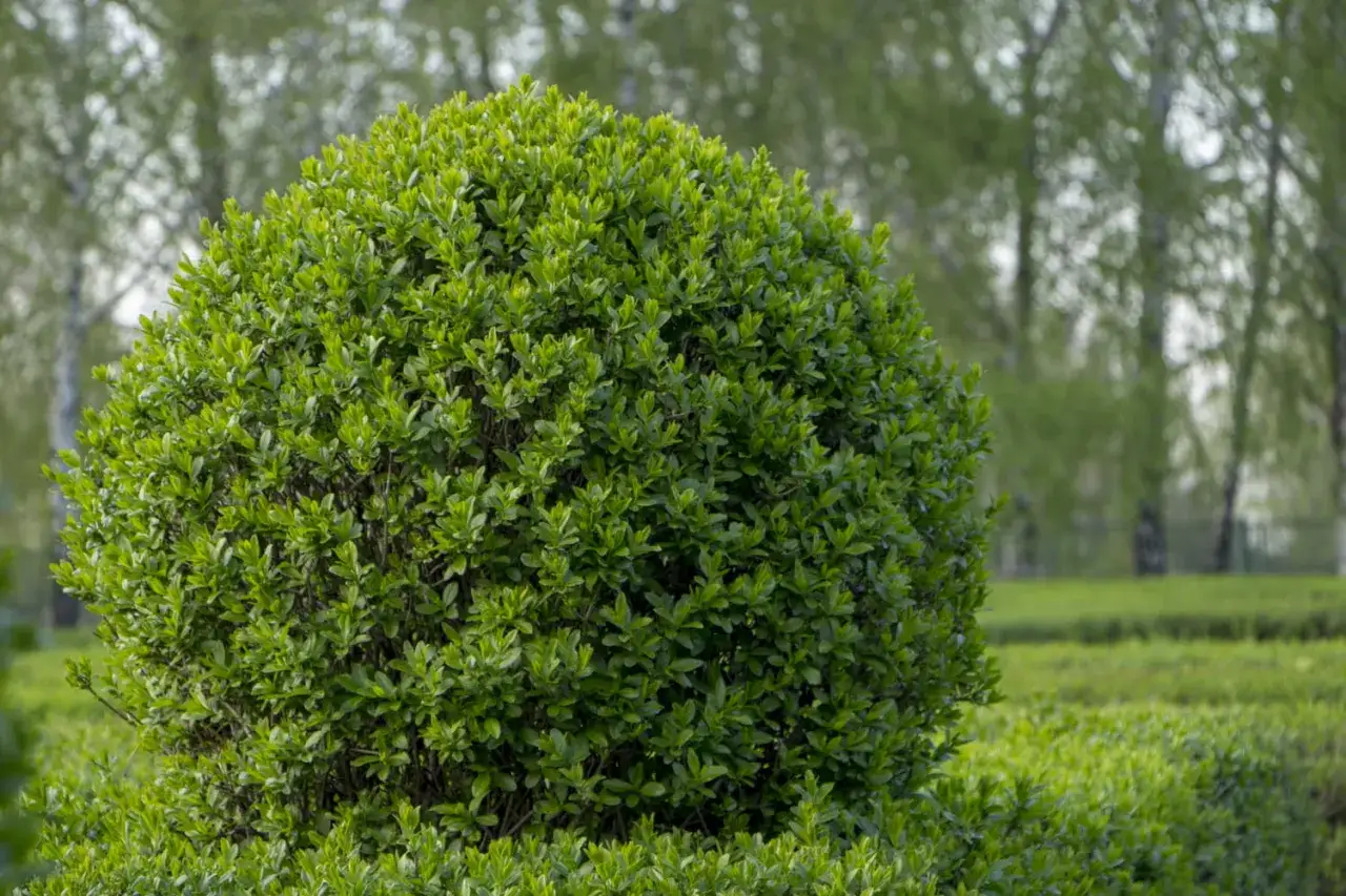 Gros buisson vert, taill&eacute; en boule, &eacute;voquant une bouture de tro&egrave;ne. En arri&egrave;re-plan, des arbres flous et une haie basse.