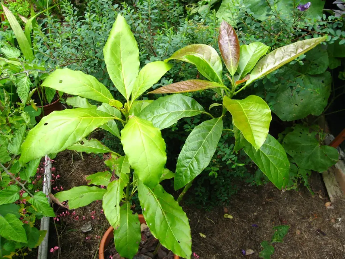 Un jeune avocatier avec une tige trop longue, ses grandes feuilles vertes lumineuses contrastent avec les teintes plus sombres du feuillage environnant.
