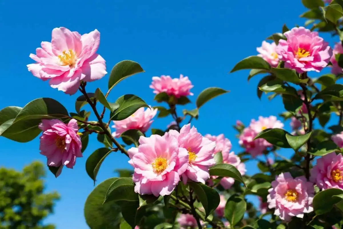 Des fleurs de cam&eacute;lia roses &eacute;panouies sous un ciel bleu vif. La taille cam&eacute;lia a permis &agrave; ces magnifiques fleurs de s'&eacute;panouir.