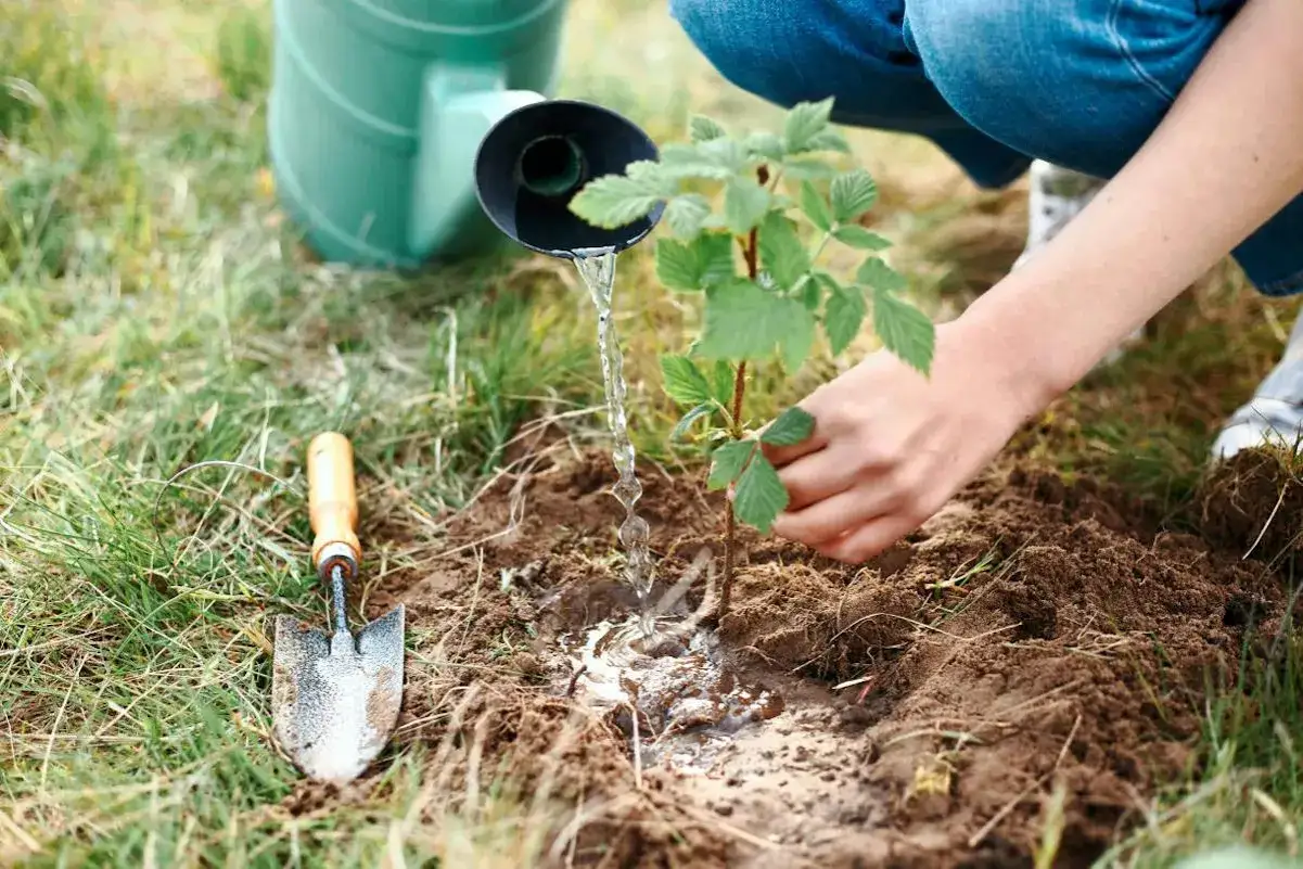 Arrosage d'un jeune framboisier fraîchement planté. Le printemps est idéal pour savoir quand planter framboisier. Une petite pelle est à côté.