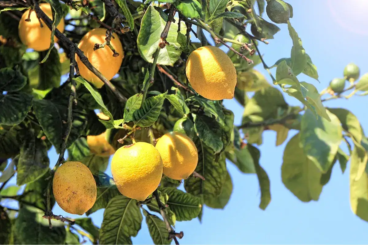 Citronnier chargé de fruits jaunes mûrs, prêt à greffer. Le soleil brille sur les feuilles vertes et le ciel bleu.