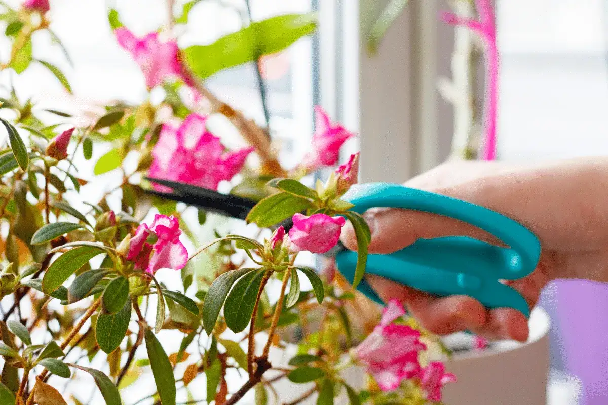 Une main utilise des ciseaux bleus pour la taille d'un azalée rose en fleurs.