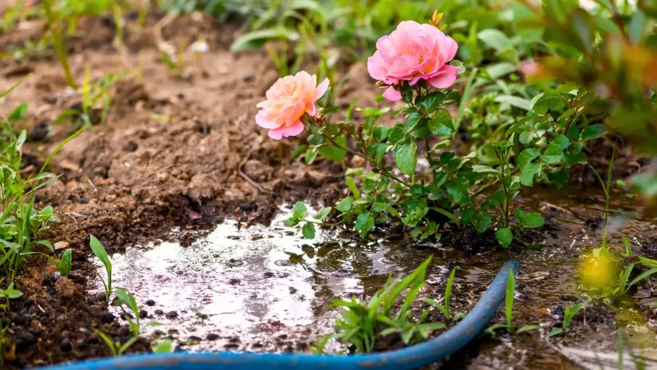 Un rosier arrosé par un tuyau bleu, avec deux roses roses et orangées épanouies dans la terre humide.