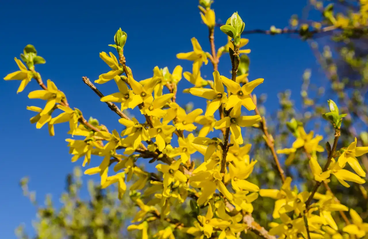 Des branches de forsythia en pleine floraison éclatent de jaune vif sous un ciel bleu profond, annonçant le printemps.