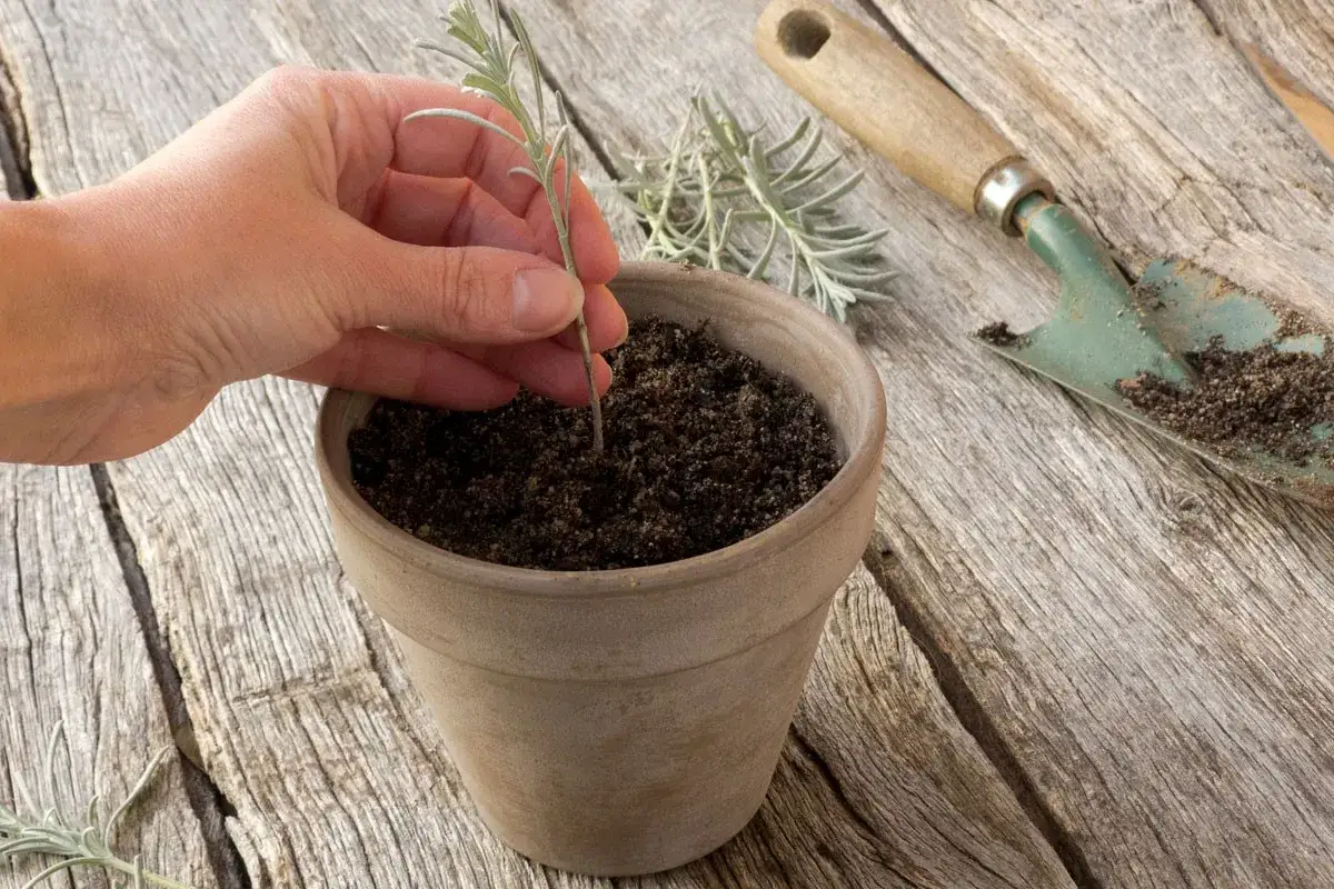 Une main plante une bouture de lavande dans un pot en terre cuite, avec une petite pelle à côté.