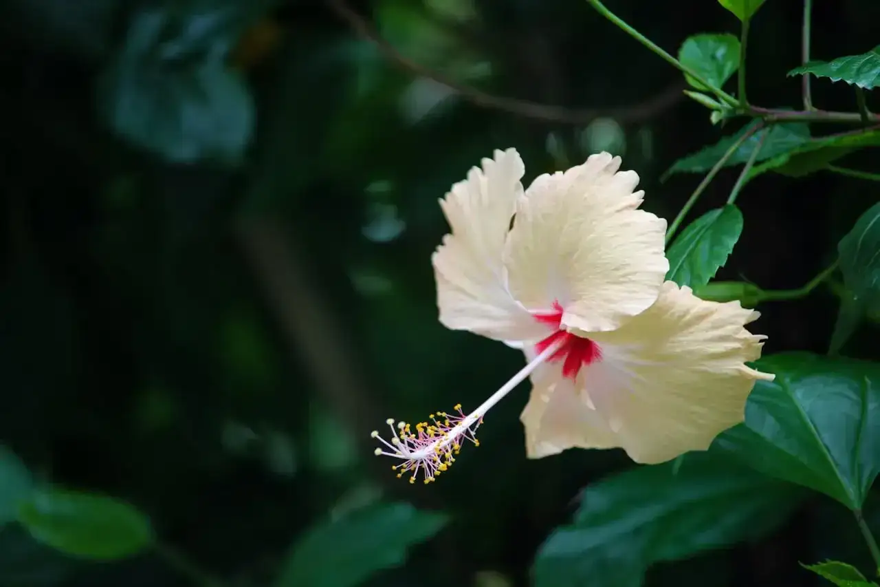 Une belle fleur d'hibiscus jaune p&acirc;le, avec un c&oelig;ur rouge vif, s'&eacute;panouit dans un feuillage vert sombre.