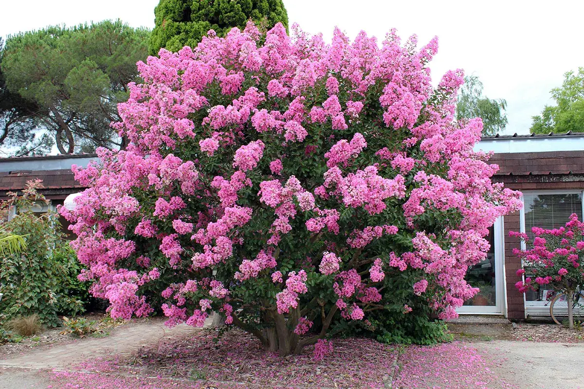 Un magnifique lilas des Indes &agrave; feuillage persistant explose de fleurs roses vives, parsemant le sol de p&eacute;tales tomb&eacute;s.