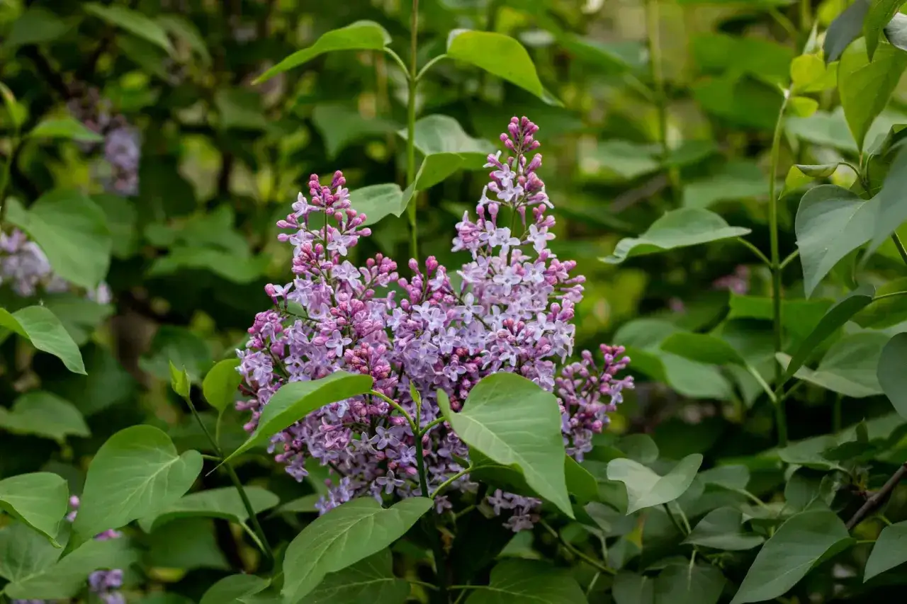 Grappes de fleurs de lilas, d'un rose pâle et violet, se déploient au milieu de feuilles vertes luxuriantes.