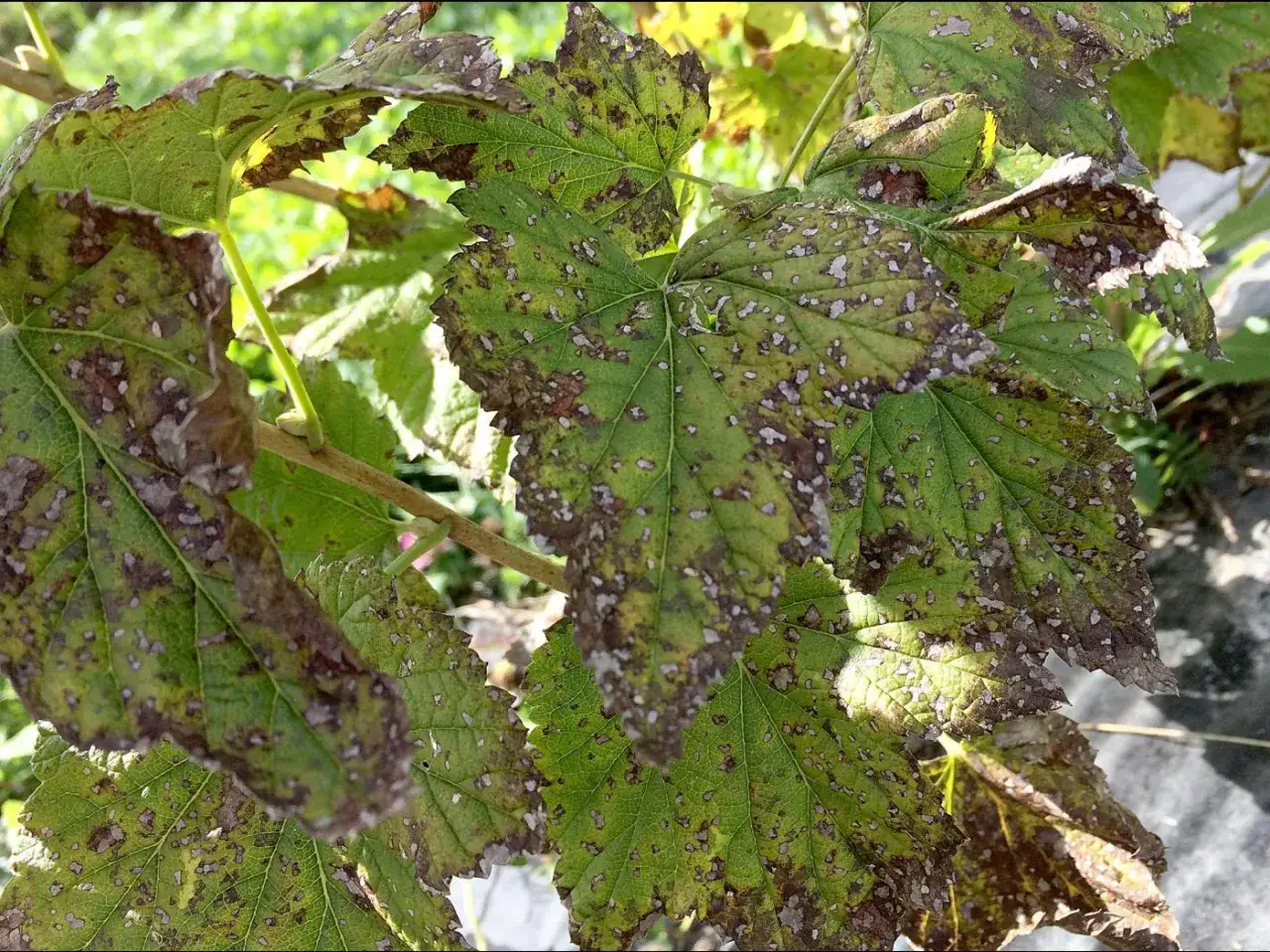 Feuilles de cassissier atteintes par une maladie, présentant des taches brunes et des zones décolorées, signe d'une possible maladie du cassissier.