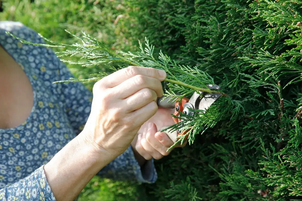 Mains tenant un s&eacute;cateur pour la taille d'un cypr&egrave;s.
