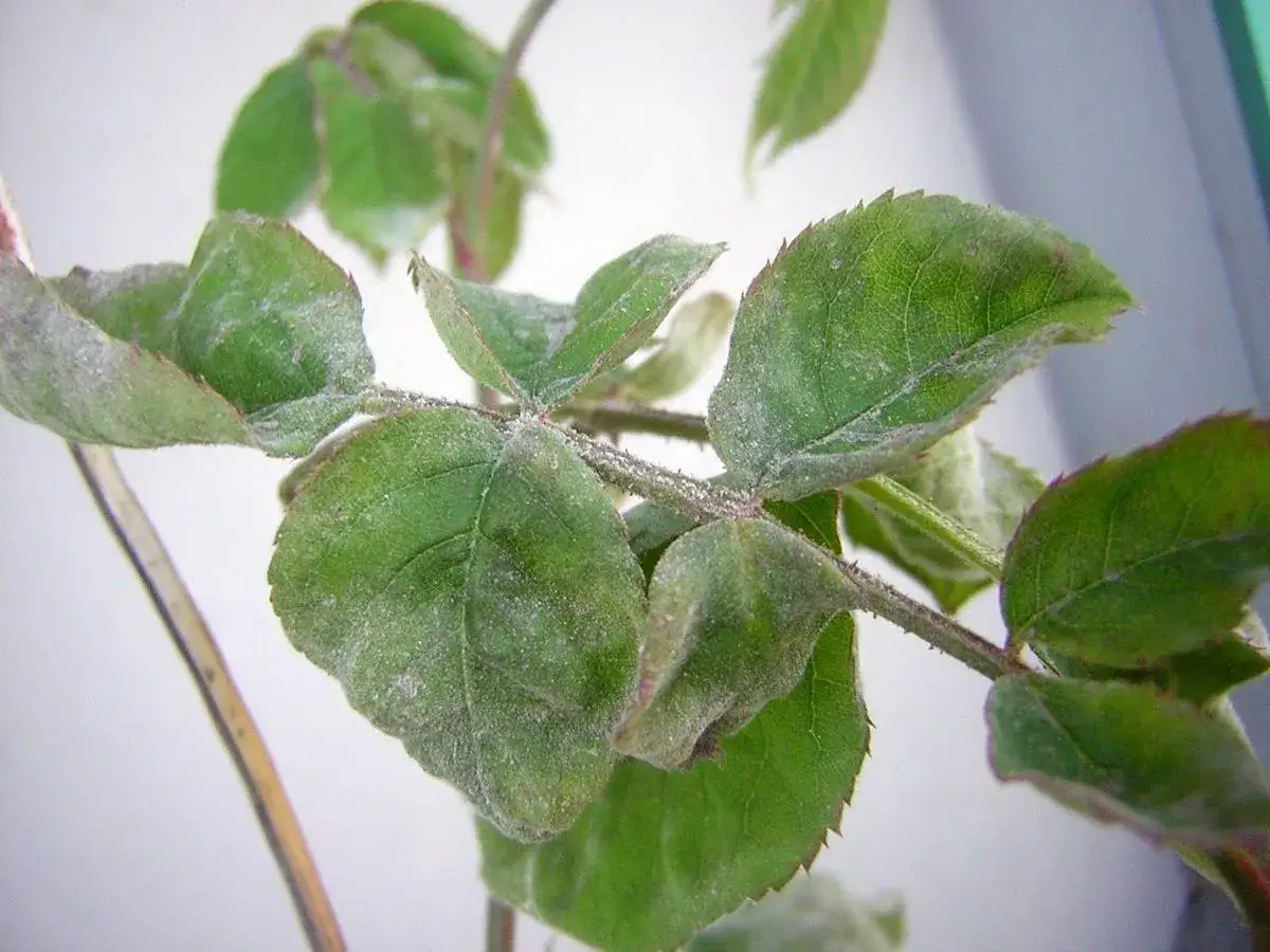Mousse blanche sur rosier, signe d'un oïdium qui s'installe sur les feuilles vertes.