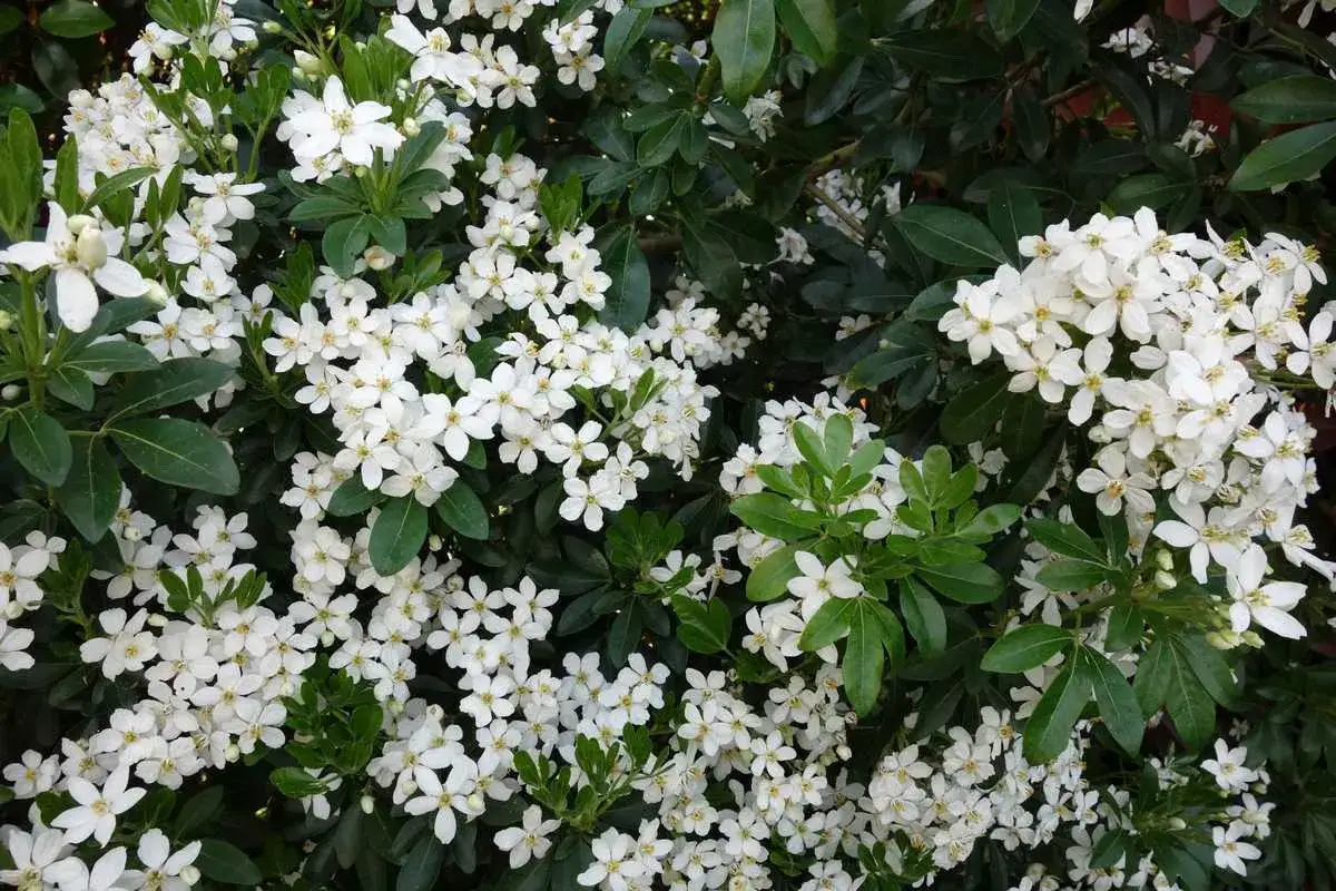 Gros plan sur un Pittosporum tobira en pleine floraison, ses petites fleurs blanches parfum&eacute;es contrastant avec son feuillage vert fonc&eacute;.