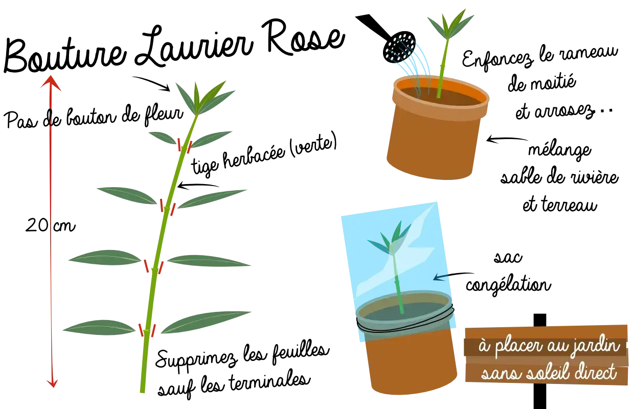 Illustration montrant comment préparer une bouture laurier rose. Une tige est coupée, puis mise en pot et recouverte d'un sac plastique.