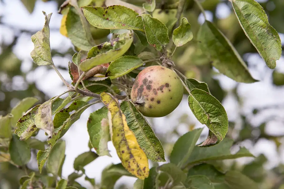 Pomme verte sur une branche, atteinte de tavelure. Les feuilles jaunissent et pr&eacute;sentent des taches.