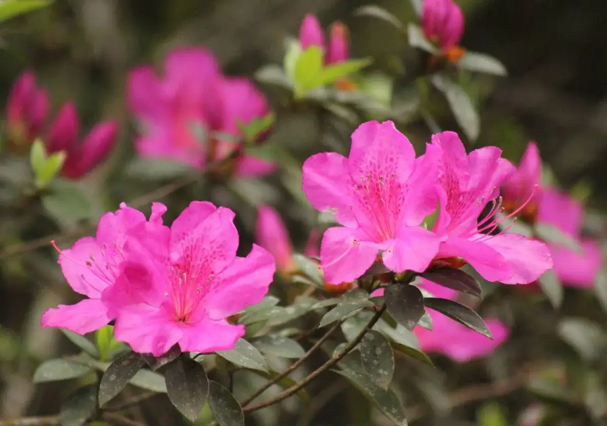 Fleurs roses vives d'azalée du Japon, parfaites pour une fiche technique.