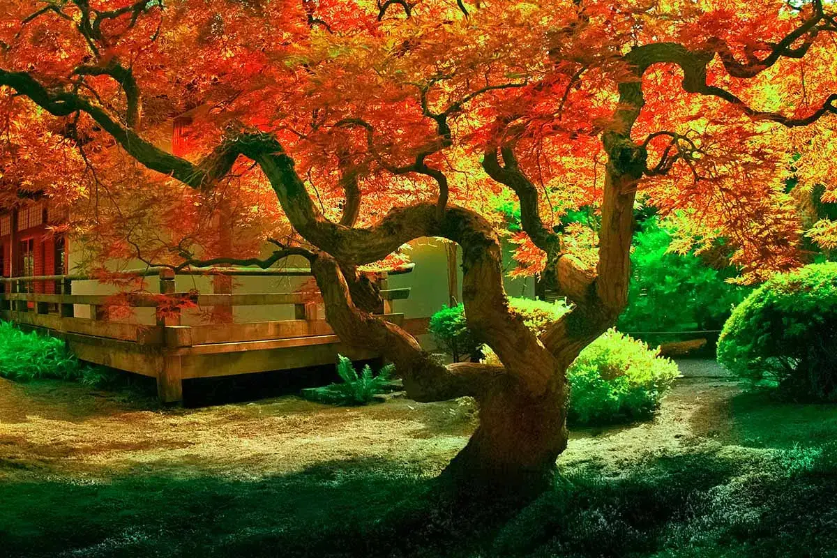 Un érable du Japon aux couleurs flamboyantes, baigné de lumière. Un jardin paisible, peut-être grâce à un bon engrais pour érable du Japon.