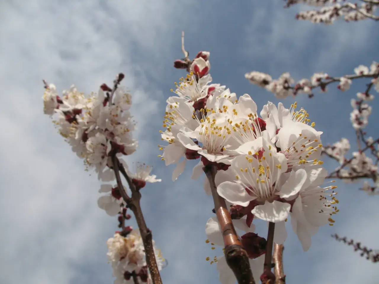 Fleurs d'abricotier en pleine floraison, malgr&eacute; les signes de moniliose sur certaines branches.